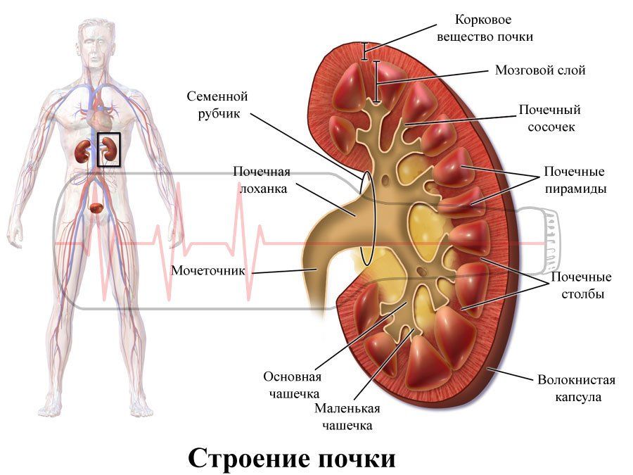 Алкоголь и болезни почек